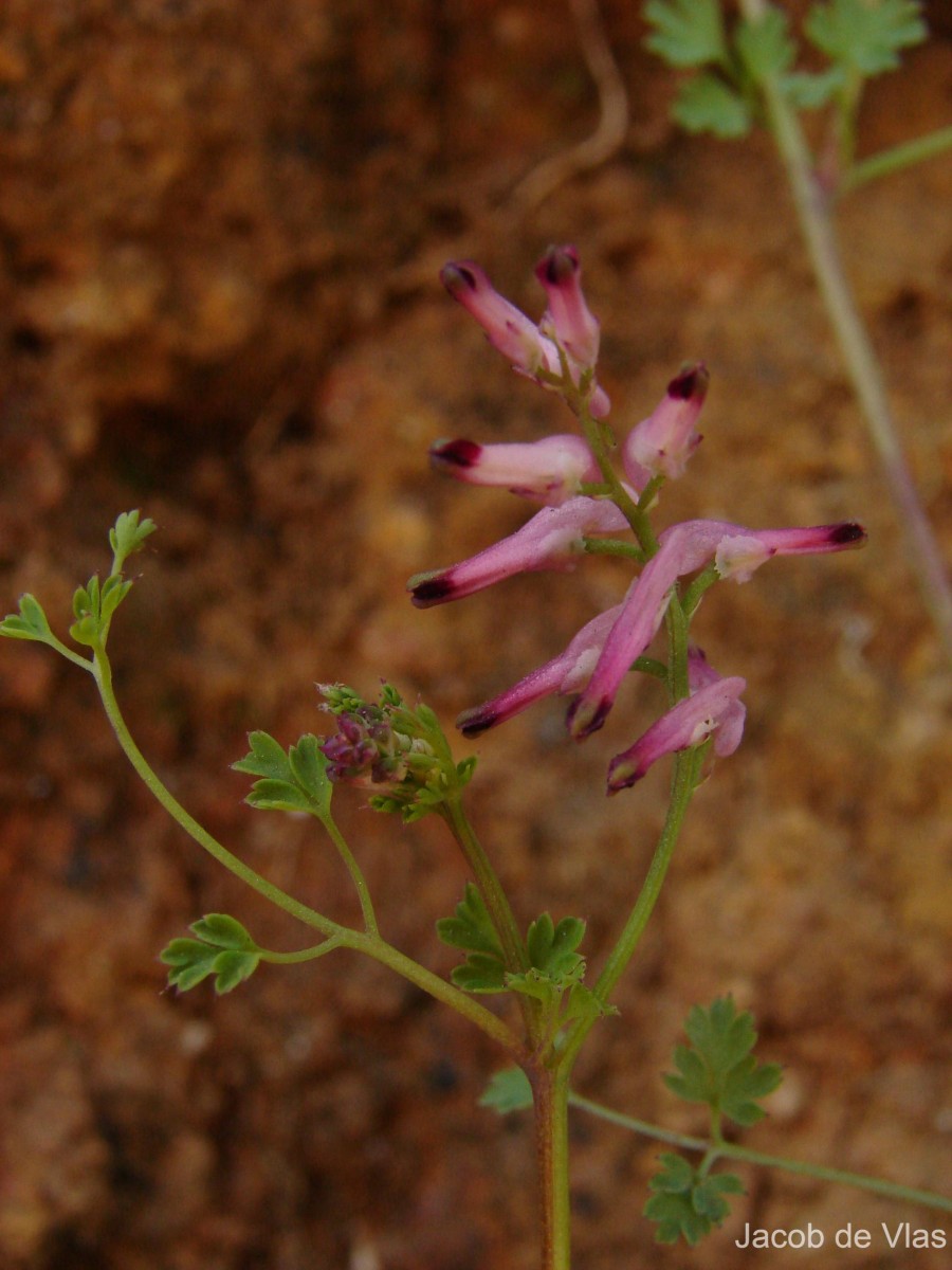Fumaria vaillantii Loisel.